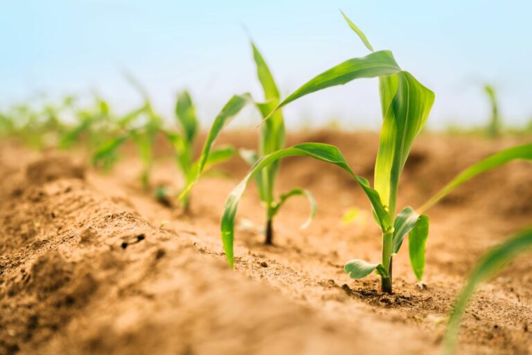 Plantio de soja na Argentina atinge 99,5% e de milho alcança 97,2%