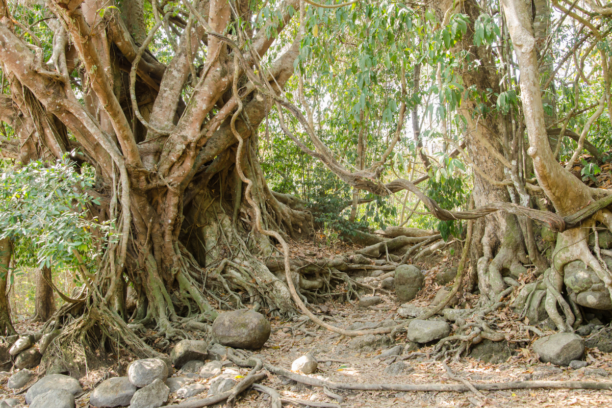 raízes do ficus benjamina 