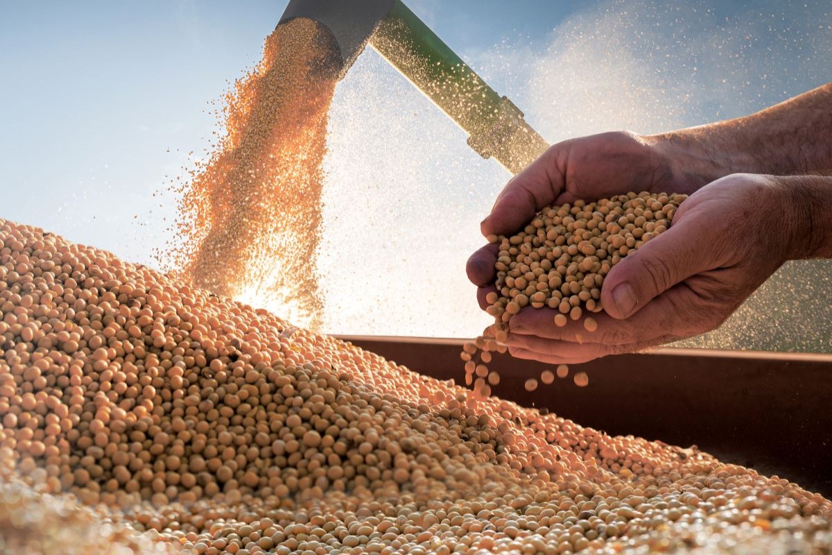 Produção estimada de soja no Brasil passou para 177,6 milhões de toneladas. Foto: Adobe Stock