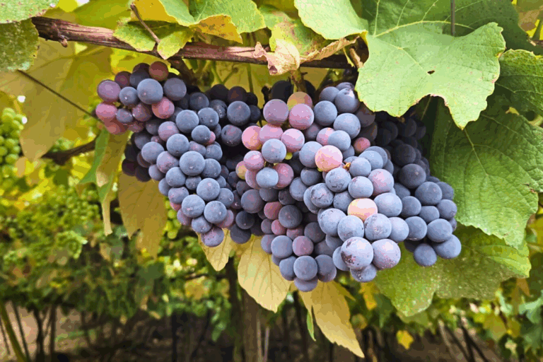 Rio Grande do Sul projeta safra de uva 5% maior este ano