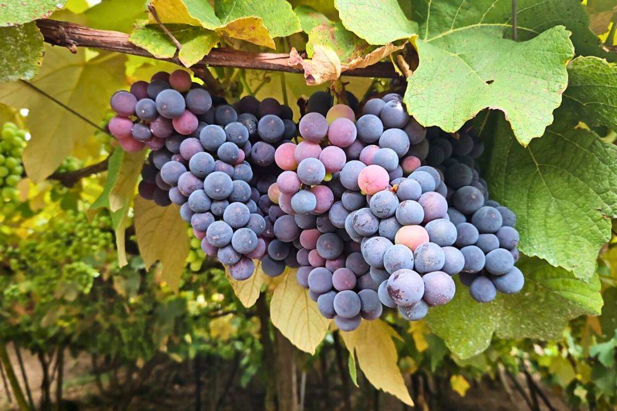 Expectativa também é positiva quanto à qualidade da colheita. Foto: Luciano Rebellatto/Consevitis-RS