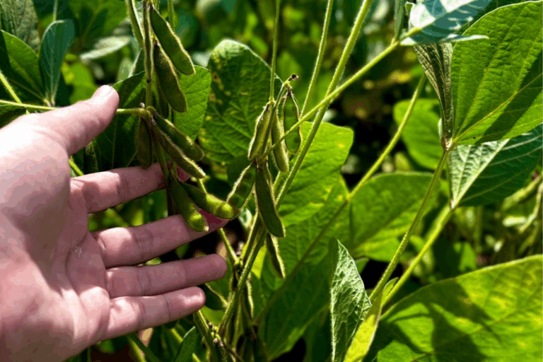 Goiás bate recorde na produção de grãos na safra 2024/25