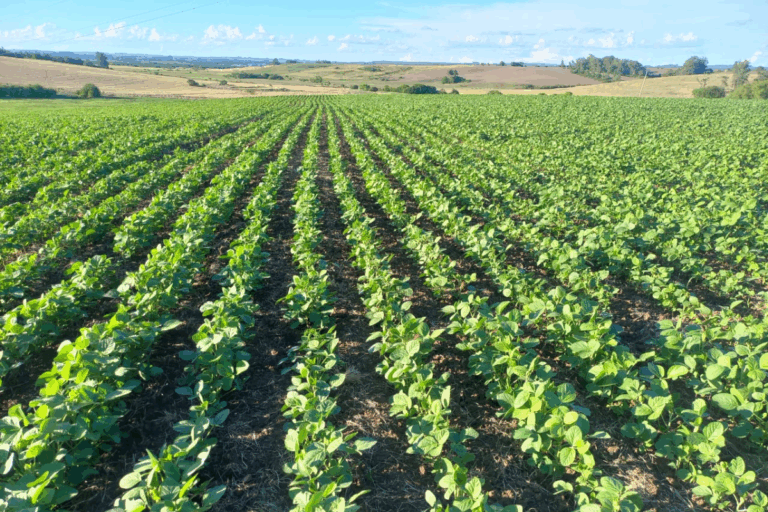 Soja avança no RS apesar do excesso de chuvas