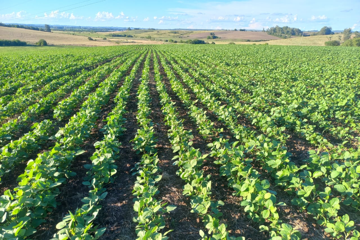 Foto: Eduardo Ebert/ Emater/RS-Ascar