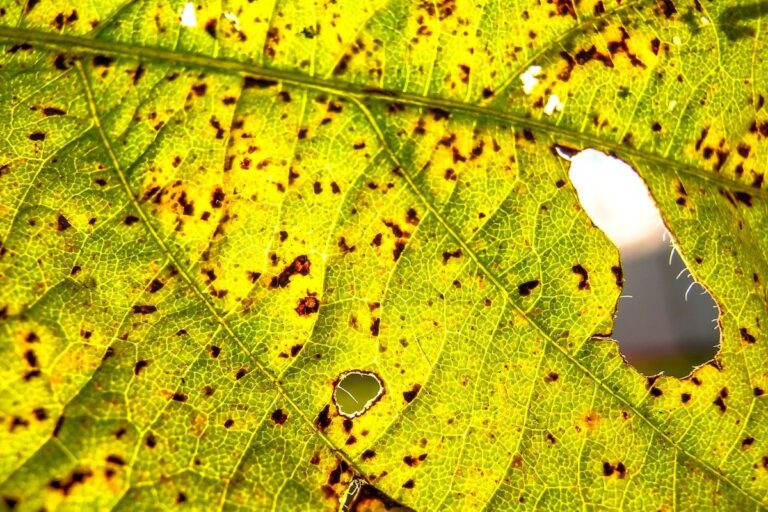 GO: produtores têm até 17 de janeiro para regularizar cadastro da soja