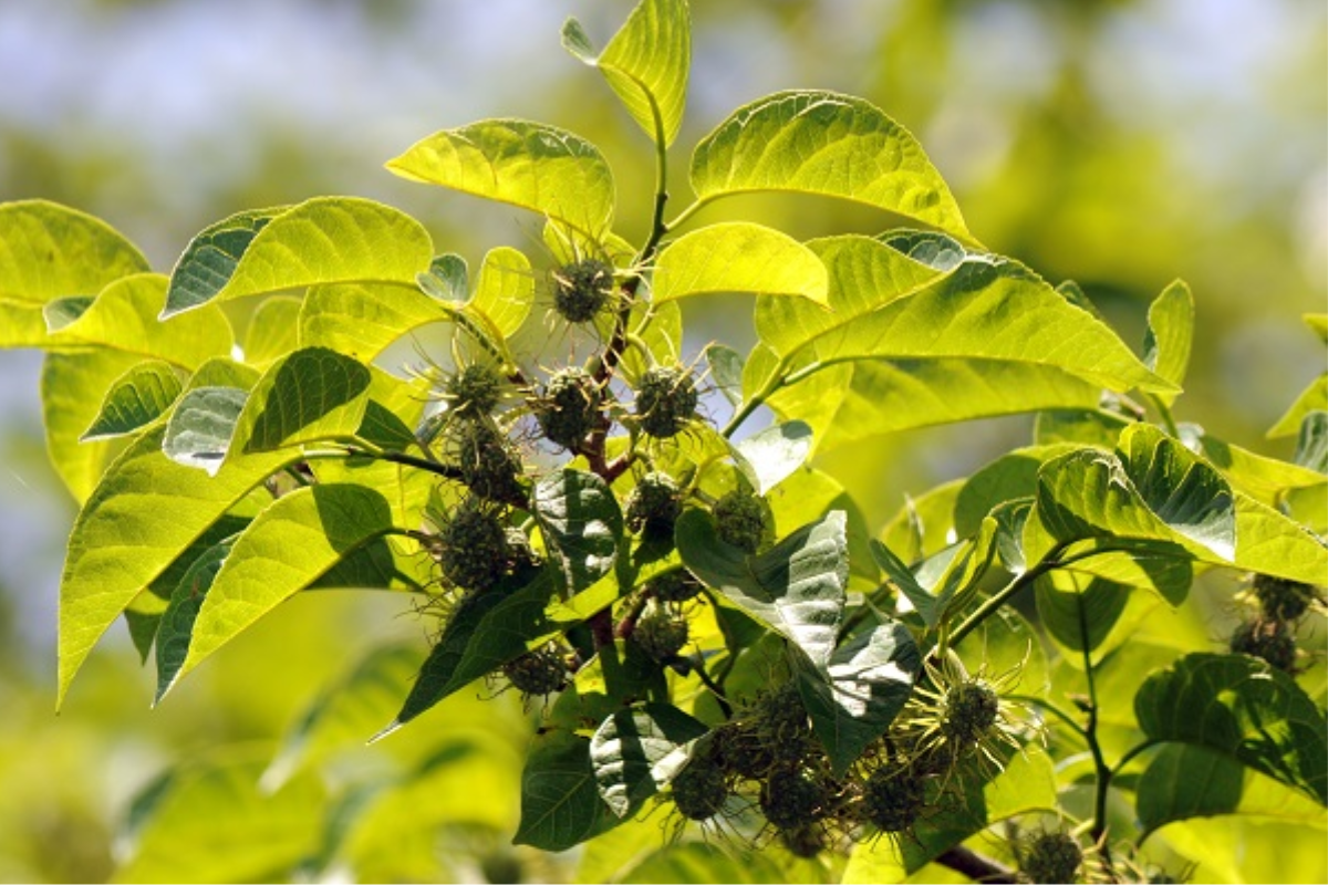 Foto: Sérgio Bordignon/Flora Digital UFSC