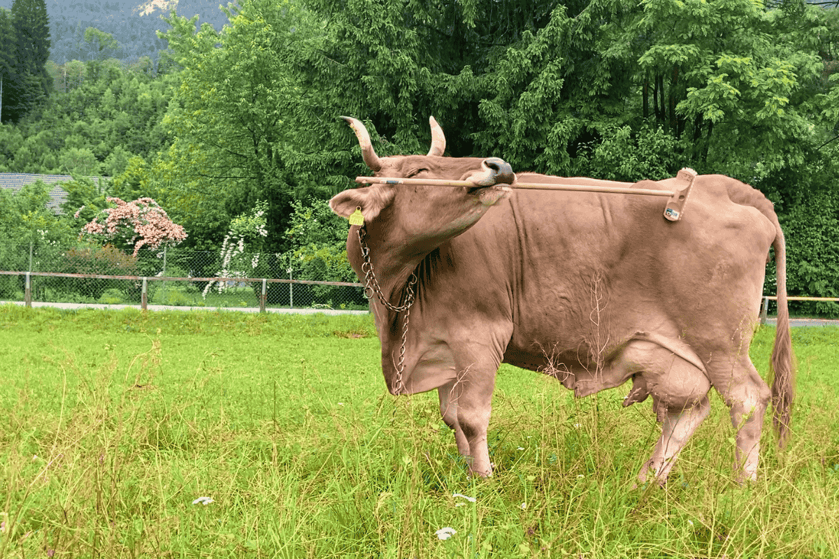 vaca vassoura áustria