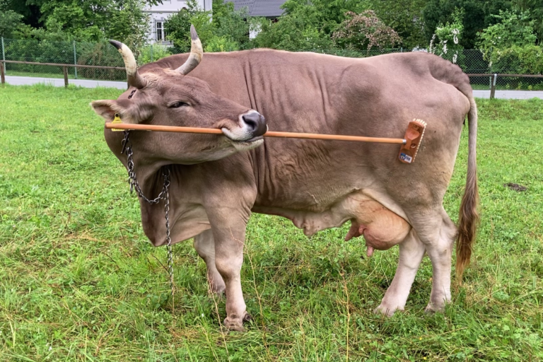 Vaca na Áustria usa vassoura como ferramenta e desafia a ciência; veja vídeo
