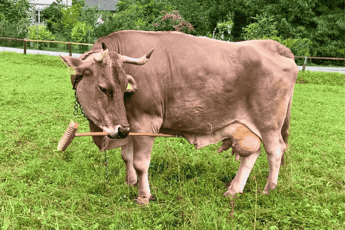 vaca vassoura áustria