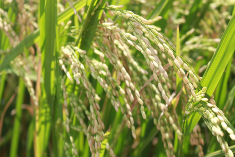 Embrapa lança primeira cultivar de arroz preto voltada à gastronomia