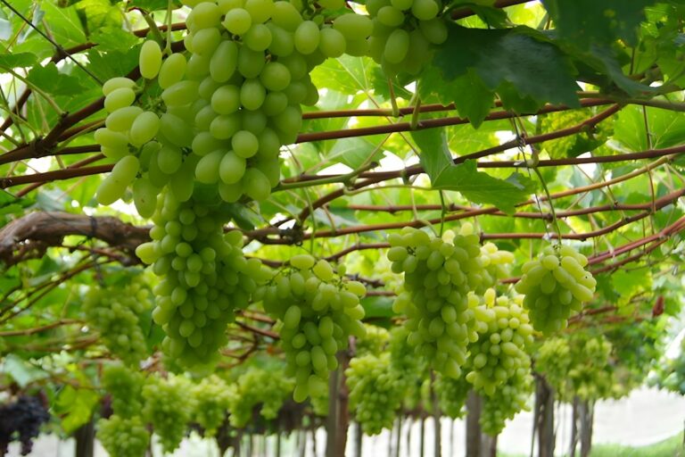Nova uva verde sem sementes pode substituir a tradicional Itália