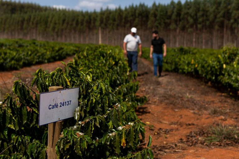 Café do nordeste de Minas Gerais ganha reconhecimento de Indicação Geográfica