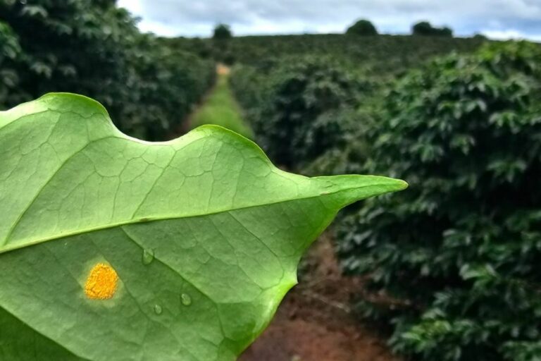 Doenças avançam em lavouras de café de MG e levanta dúvidas sobre produtividade