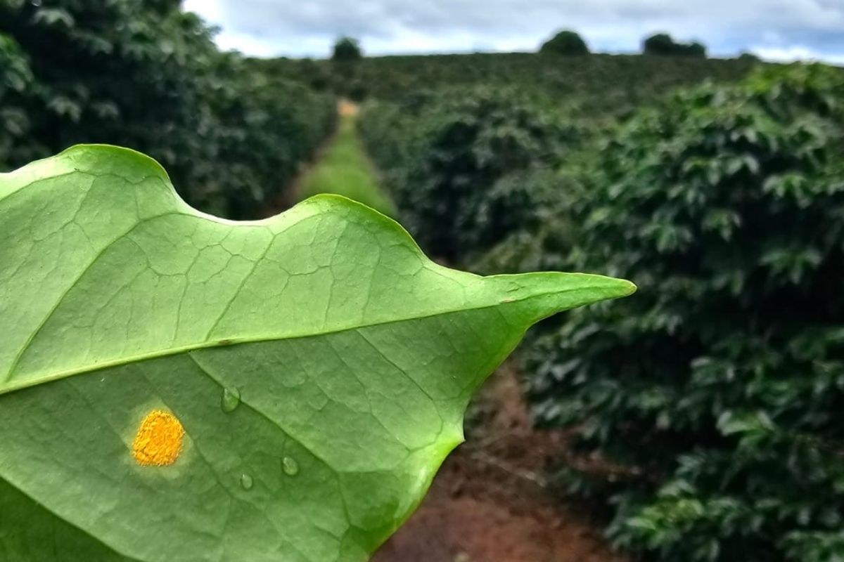 Ferrugem no café provoca manchas alaranjadas nas folhas, levando à sua queda. Fotos: Divulgação/Sistema Faemg-Senar