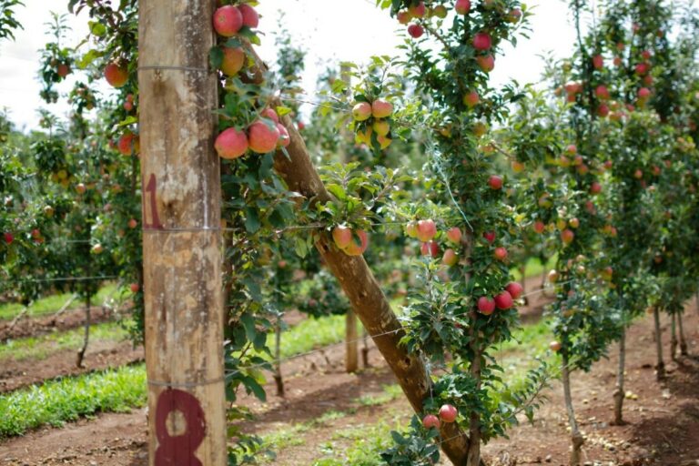 Safra da maçã começa com expectativa de qualidade elevada