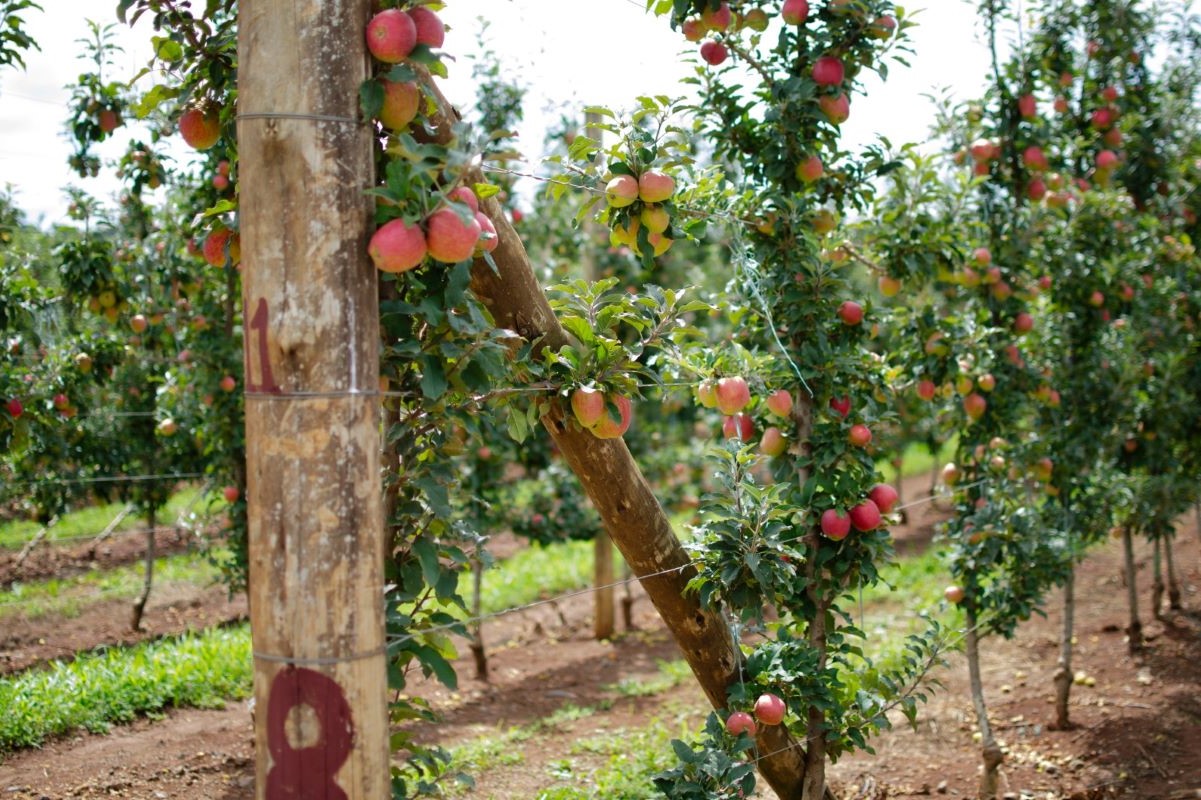 Condições climáticas favoreceram o desenvolvimento das macieiras. Foto: ABPM/Divulgação