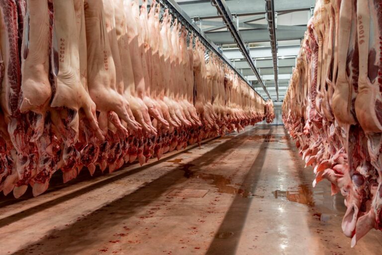 IBGE: abate de bovinos, suínos e frangos cresce no 4º trimestre de 2025