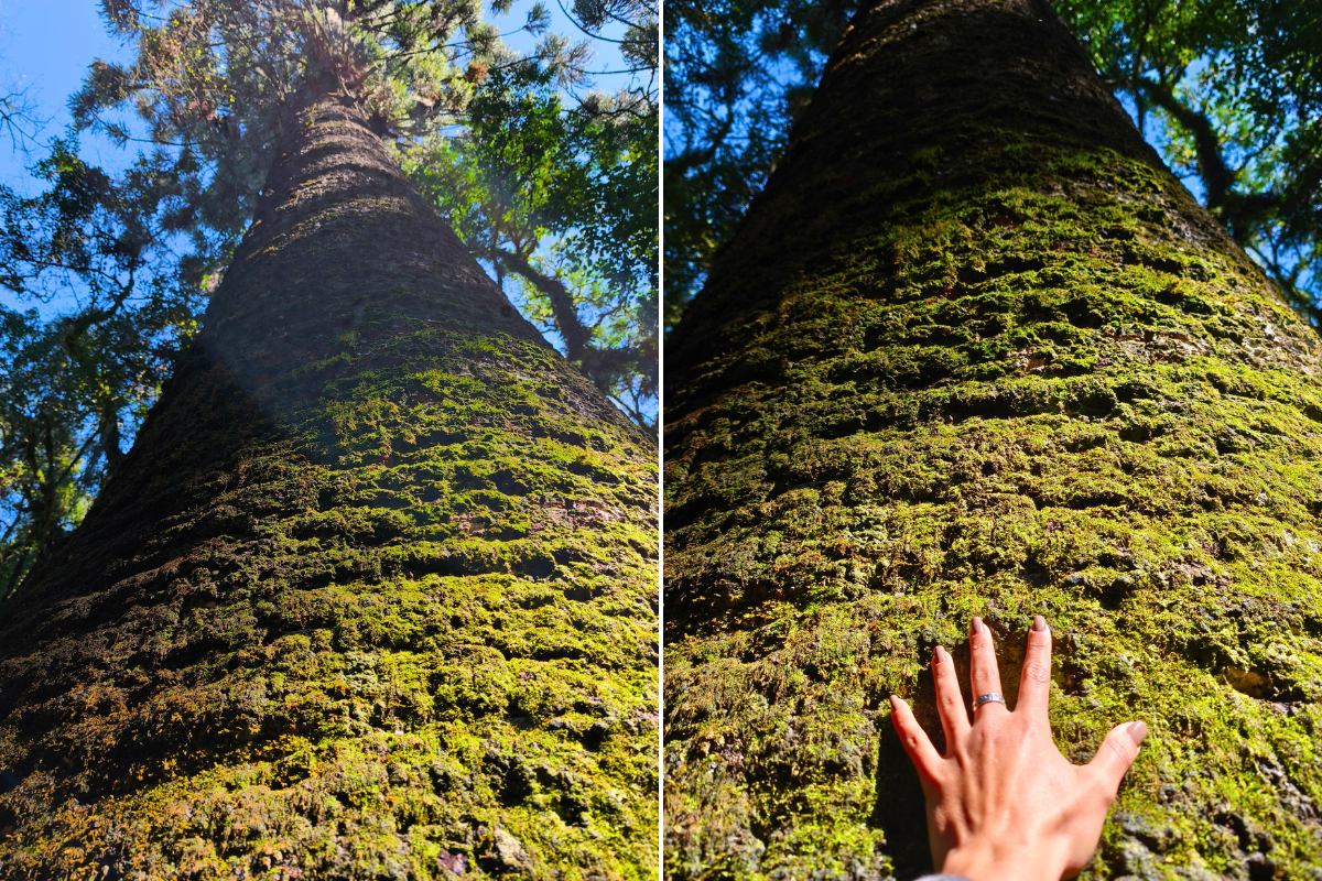 pinheiro multissecular