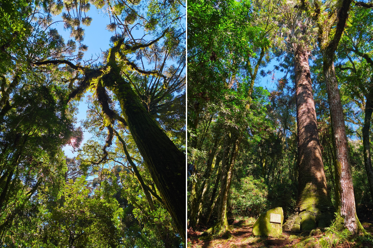 pinheiro multissecular