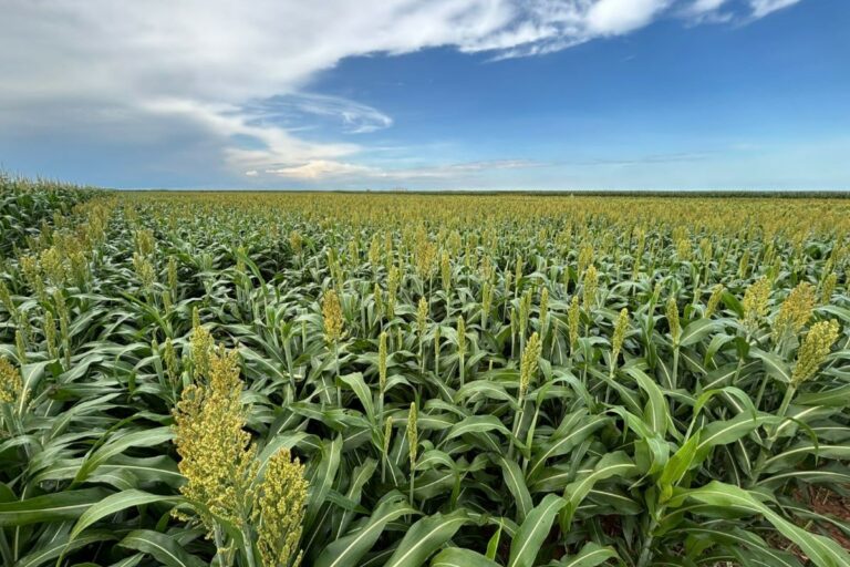 Sementeira do Oeste da Bahia vê no sorgo potencial para crescer 70% na próxima temporada