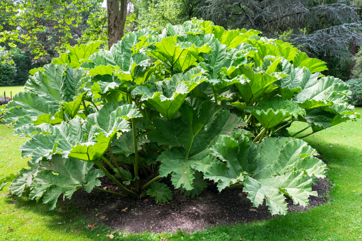 Gunnera manicata