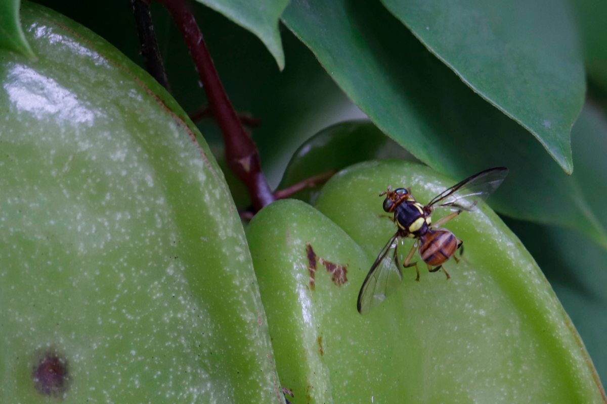 Pragas quarentenárias