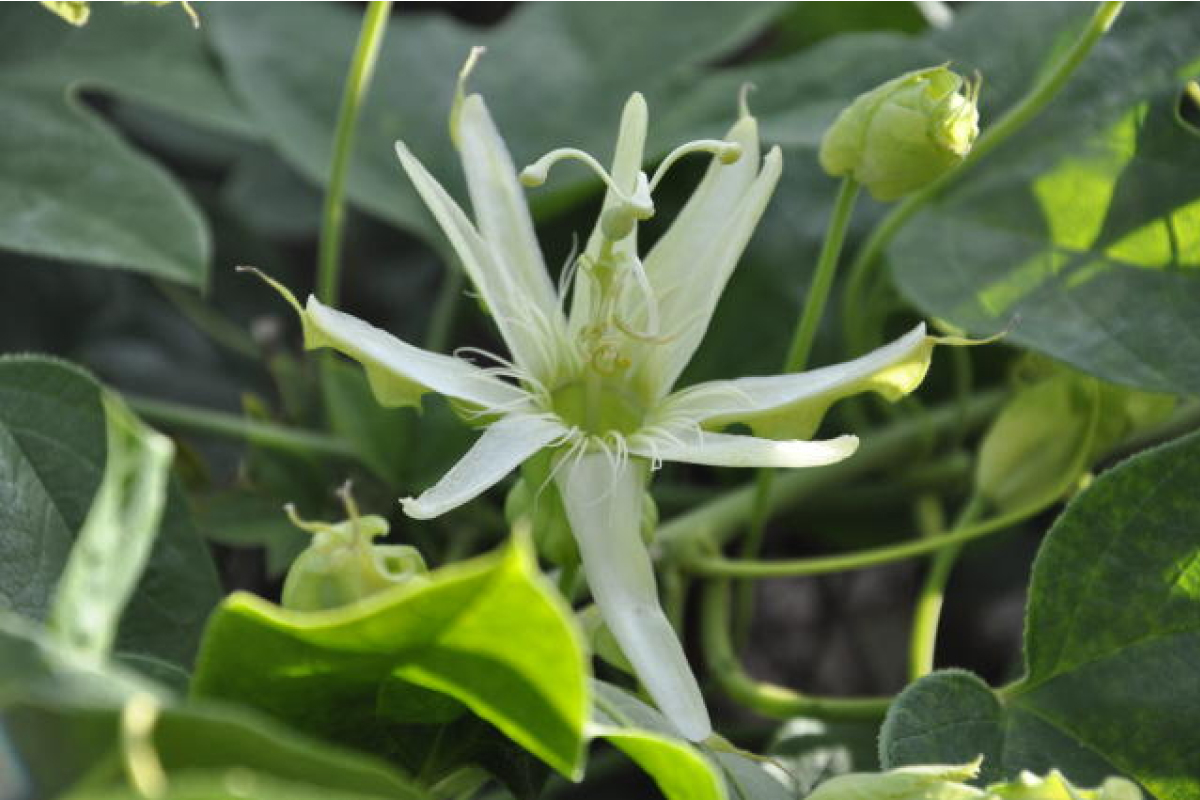 maracujá do Cerrado