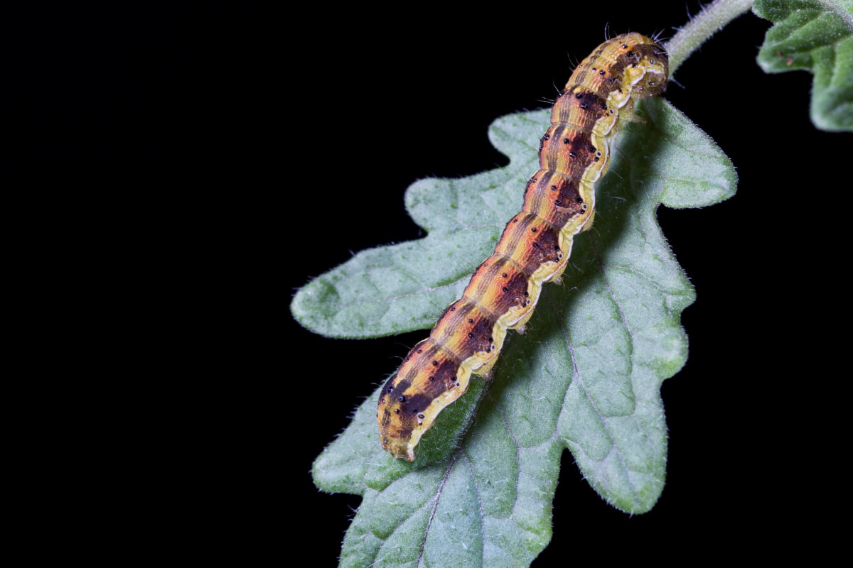 Helicoverpa armigera