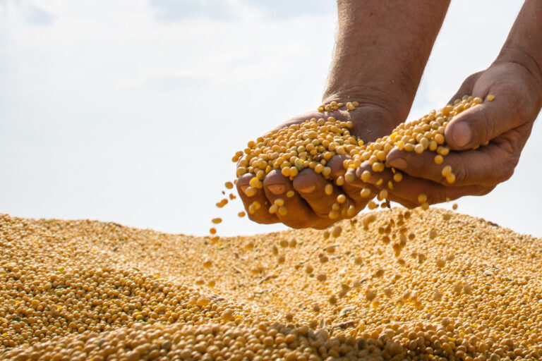Como funciona a classificação de soja no Brasil?