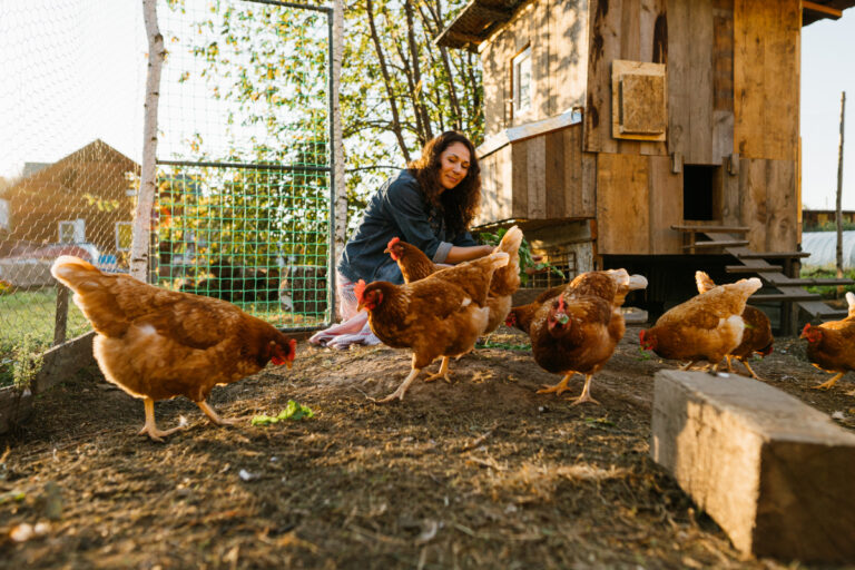 Como criar galinha caipira?