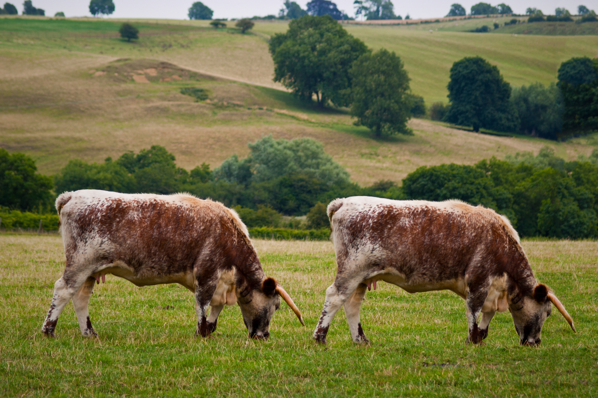 Clonagem animal no Brasil