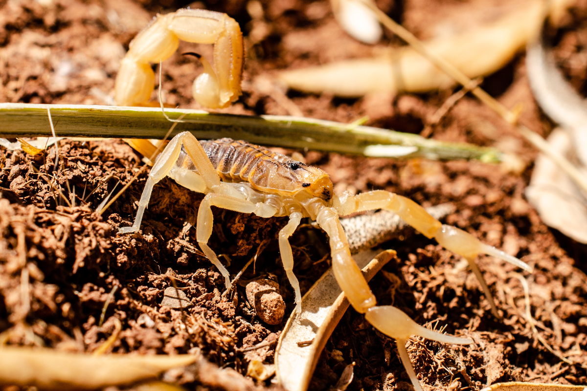 Cuidados com escorpiões