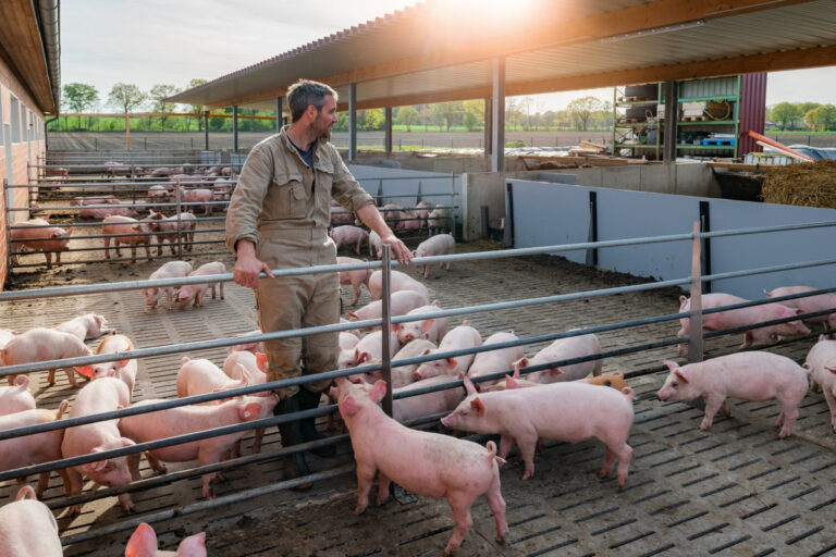 Biosseguridade na suinocultura: como reduzir riscos sanitários