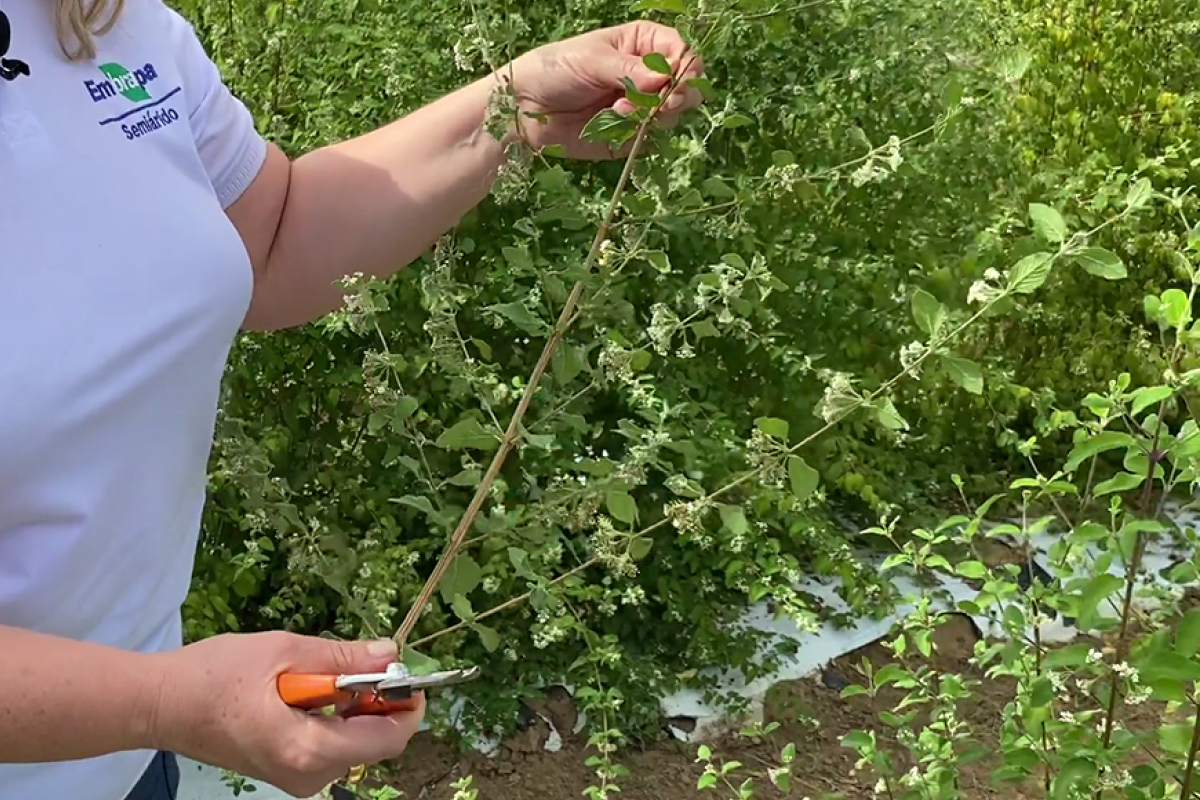 Foto: Embrapa/Divulgação