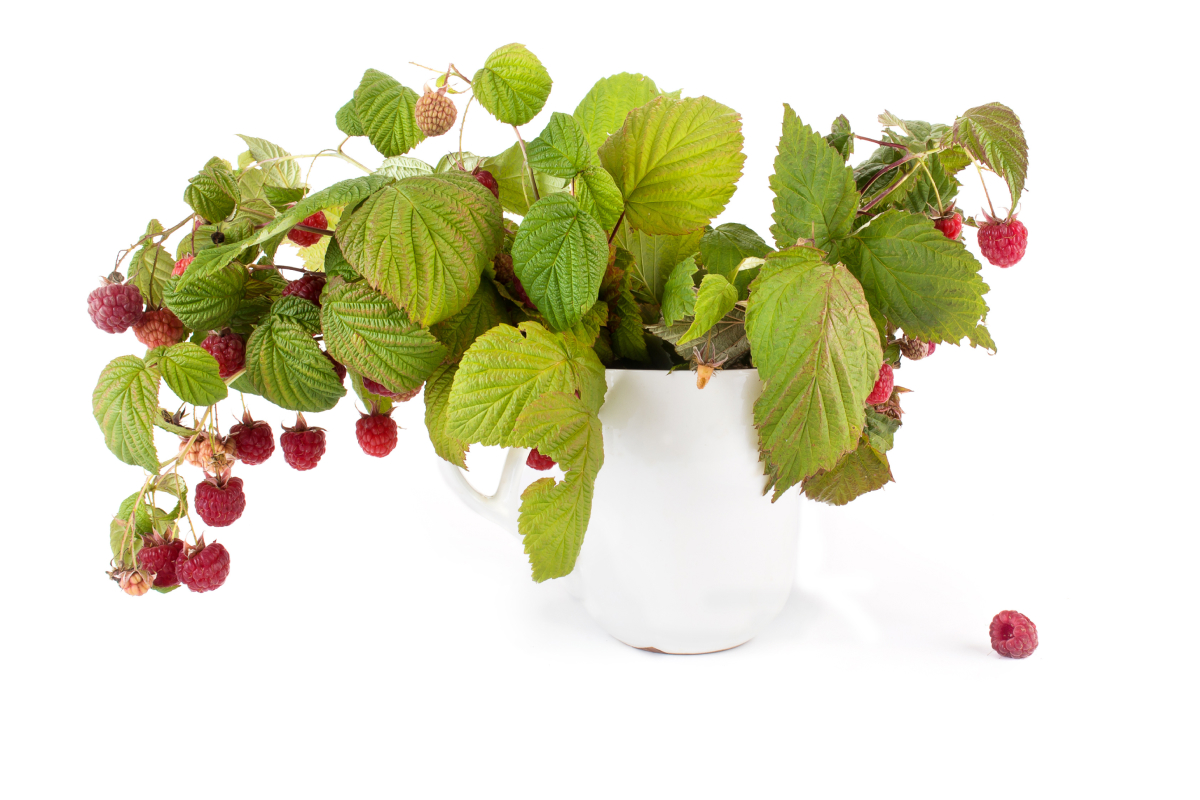 Como plantar framboesa em casa