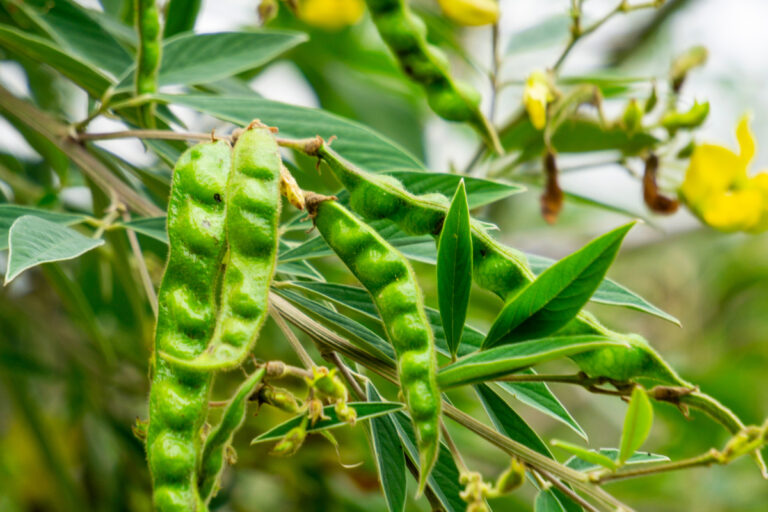 O feijão que melhora a terra e reduz emissões no pasto