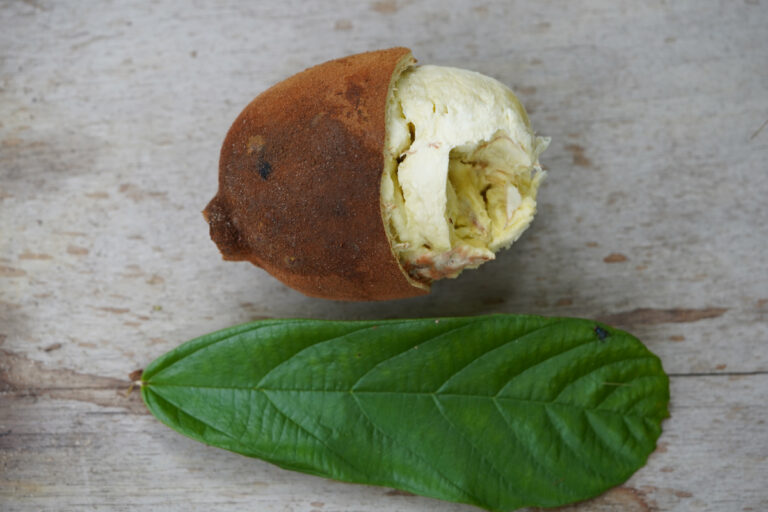 Parente do cacau, esta fruta amazônica pode ser usada da polpa à amêndoa