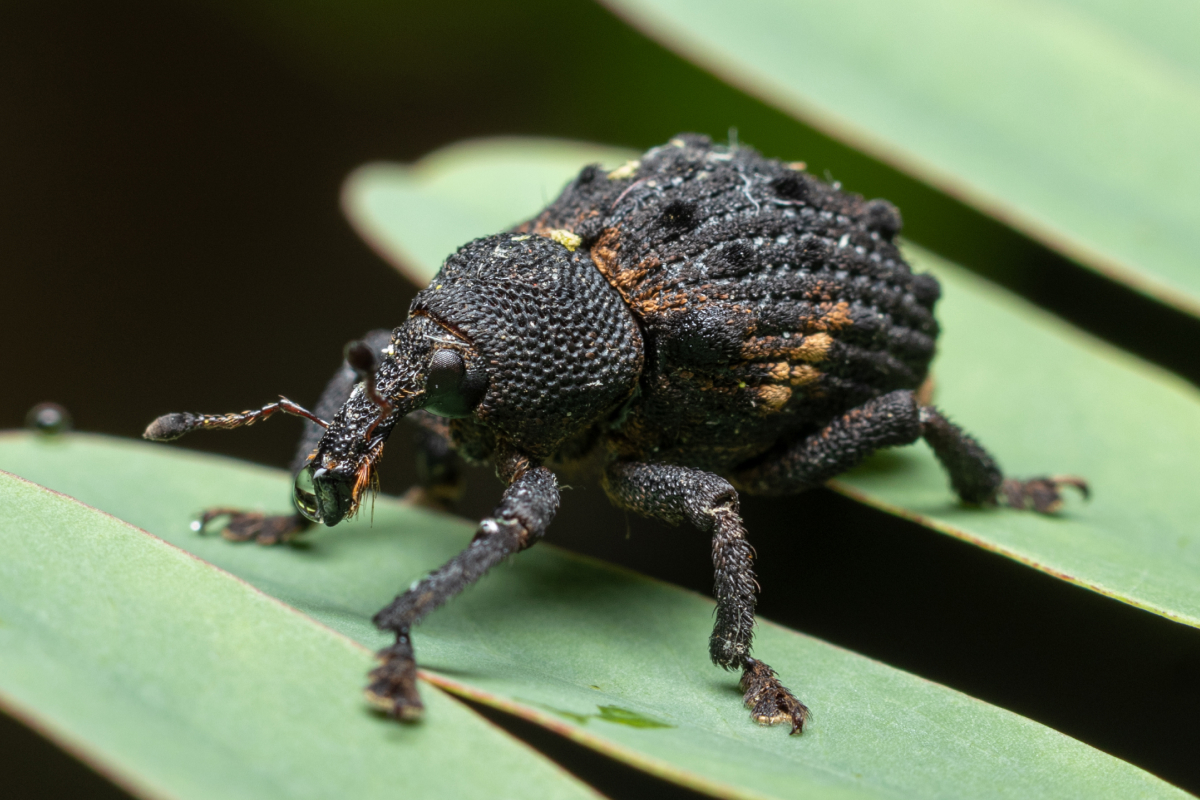 O gorgulho da manga, foi detectado no Rio de Janeiro em 2017. Foto: Adobe Stock