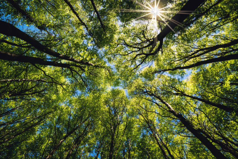 Como calcular a idade das árvores?