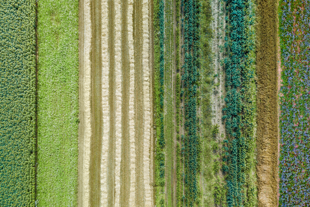 Recarbonização do solo