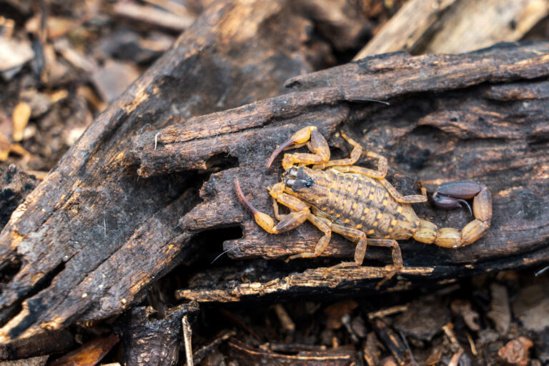 Verão é sinal de alerta para escorpiões