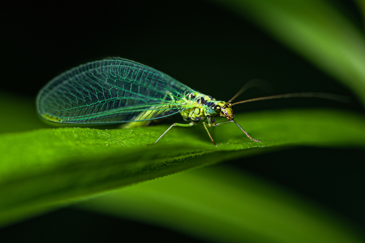 Inimigos naturais de pragas agrícolas
