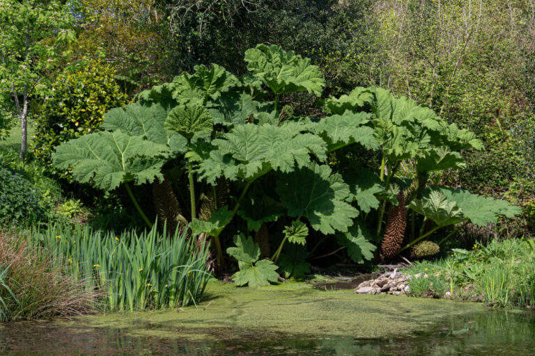 Conheça a planta de folhas gigantes que impressiona qualquer um