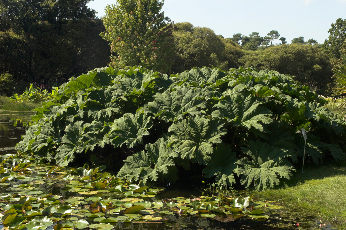 Gunnera manicata