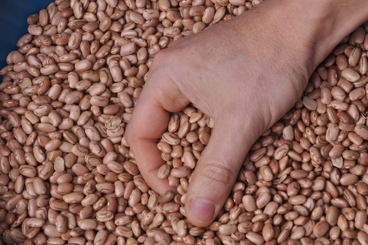 Feijão oferece perfil nutricional equilibrado que justifica sua presença diária na alimentação brasileira. Foto: Adobe Stock