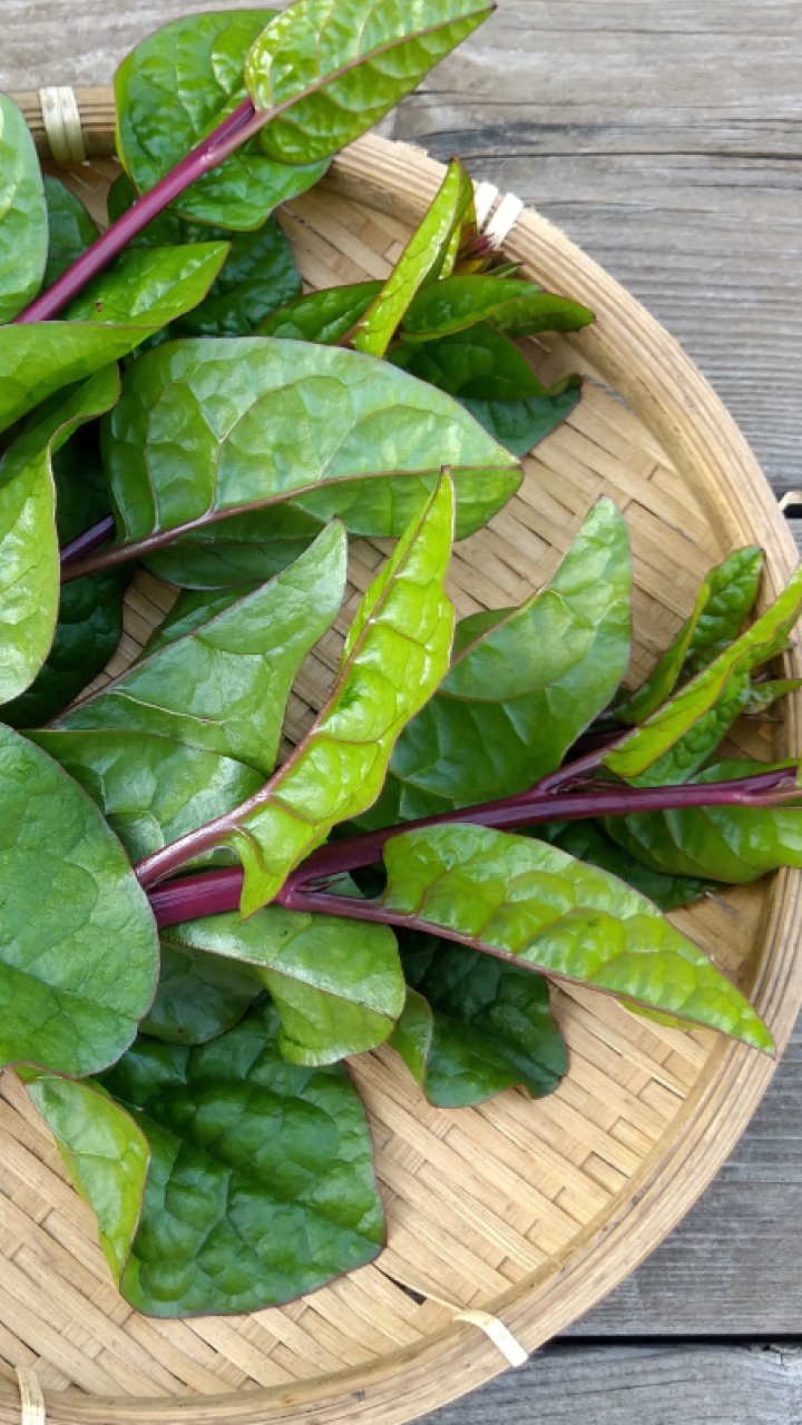 Bertalha: conheça a substituta do espinafre que cresce fácil