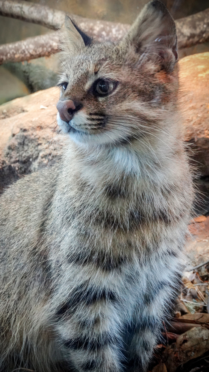 Gato-palheiro-pampeano: o felino raro chamado de gato-fantasma