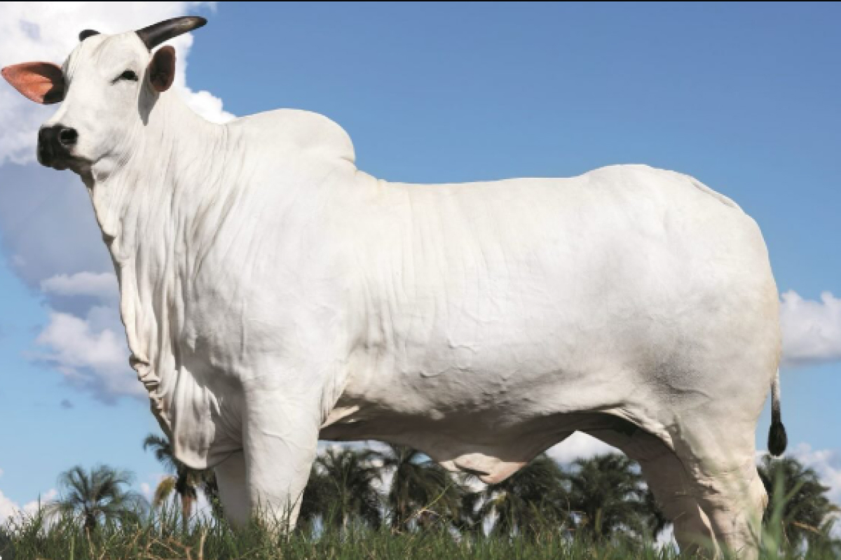 Vaca Nelore Donna FIV CIAV Foto: Instagram Neloreoficial/Divulgação