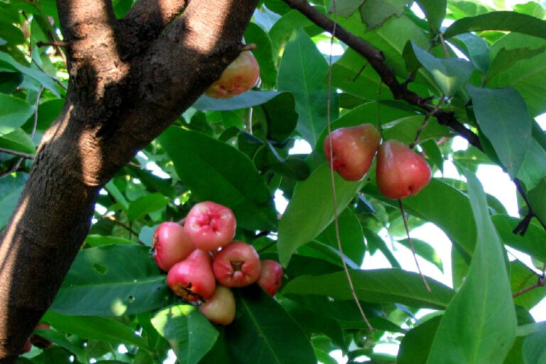 Fruta tropical de aroma irresistível que existe em três cores diferentes