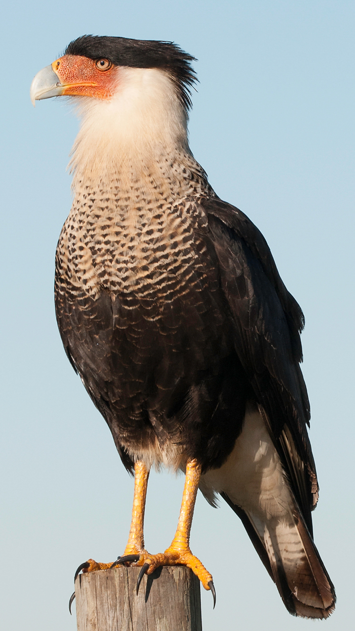 Carcará: a ave símbolo do sertão brasileiro